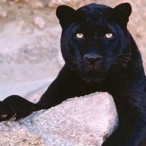 Meet your Posher, Rodolfo